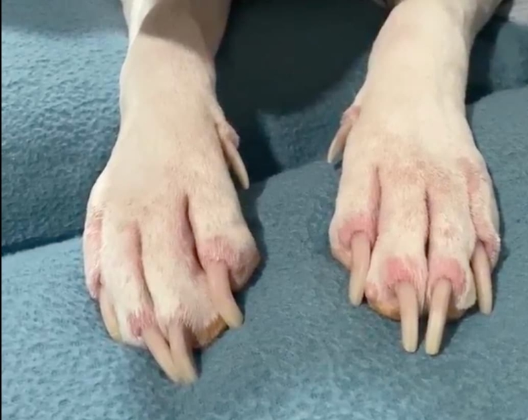 Beautiful view of Sticky Paws In Dogs Treated With Benadryl